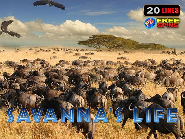 Savanna’s Life