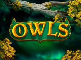 Owls