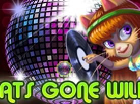 Cats gone wild