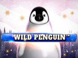 Wild Penguin